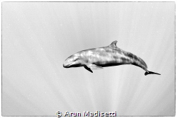Normally quite skittish, this pod actively hung out with ... by Arun Madisetti 
